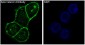Anti-beta Catenin CTNNB1 Rabbit Monoclonal Antibody